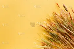 给母亲的贺卡，父母节。美丽的花卉模型与copyspace