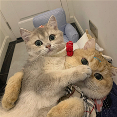 不再改改了吗采集到❤喵星人