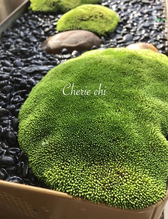 #Cheriechi’sgarden #...