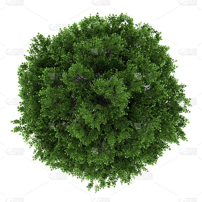 顶视图的小叶椴树孤立在白色的背景素材-花瓣网
