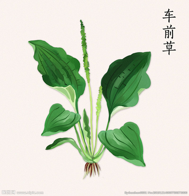 手绘车前草