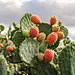 exejutabled3723_prickly_pear_cactus_with_fruit_against_cloudy_s_46ce8c5c-5c1c-4972-985f-f8d7195137d1.png?ex=66db814d&amp;is=66da2fcd&amp;hm=656e8e92ef4846155c6f522139e37ca84f1011cf9b636383b78c8799a37a731b&amp; (1.50 MB,928*1232)
