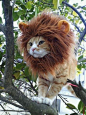 我是狮子！不是喵！ #喵星人#