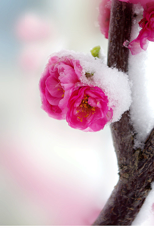 有梅无雪不精神，有雪无梅俗了人。 日暮诗...