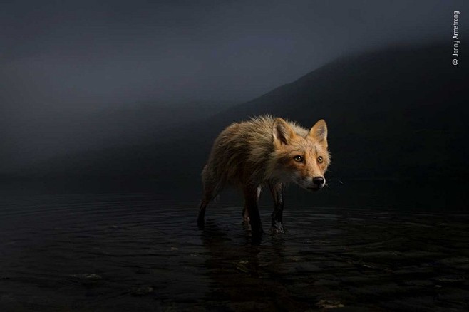 A fox peers into the...