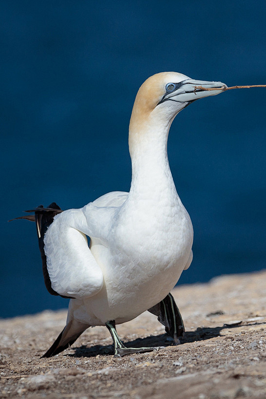 鲣鸟目鲣鸟科北鲣鸟属澳洲鲣鸟