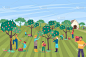 农民们在大果园里一起摘苹果，家庭农工在收集梨树平面矢量插图。