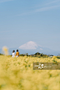 背面视角,富士山,花,芸苔,田地正版图片素材