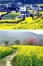 婺源——中国最美的乡村。春天婺源油菜花开，美的不像真的似的.