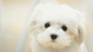 1366x768 Cute Maltese