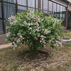 跳跳七喜采集到植物品种-灌木