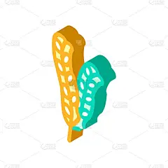 海带海带等距图标矢量插图