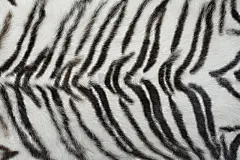 毛皮,纹理,白虎,式样,动物皮,水平画幅,无人,小毯子,斑马,非洲