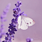 麦穗状的的紫蓝色小花，浸润着爱的忧伤