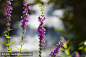 美丽的夏天的花朵在瀑布的背景上
Beautiful summer flowers on a background of waterfall