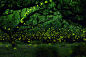 yume .在 500px 上的照片Fairies Forest (Firefly)