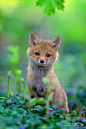 Red Fox Pup in Spring Green

by Nick Kalathas