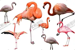 火烈鸟 【酷图网】火烈鸟,森系火烈鸟,水彩火烈鸟,粉色火烈鸟,火烈鸟主题,火烈鸟背景,爱情鸟,火烈鸟素材