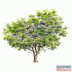 最全100-1张精美园林植物水彩效果图（拉丁名+种名） - 手绘效果图 - 园林学习网 - 10年专注！最大最精最专一的园林景观行业交流平台 - 手机版