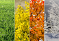 四季,抽象拼贴画,自然,水平画幅,秋天,雪,无人,蓝色,夏天,草