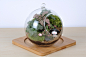 #依雯然# #苔藓生态瓶# 苔藓微景观 #玻璃植物# 苔藓 盆栽 diy #教师节创意礼品#
