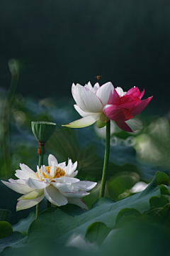 _YoGa__采集到佛禅