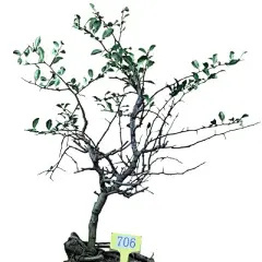 日本海棠盆景 海棠花盆栽四季海棠花长寿冠树桩室内绿植花卉盆栽-淘宝网
