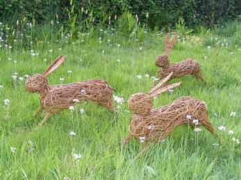 willow hares: 