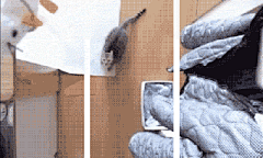 全球最火的25个GIF表情包，第一名是暖心的织毛线小人 : “没有什么情绪是一发表情包表达不了的，如果有，那就两发”。