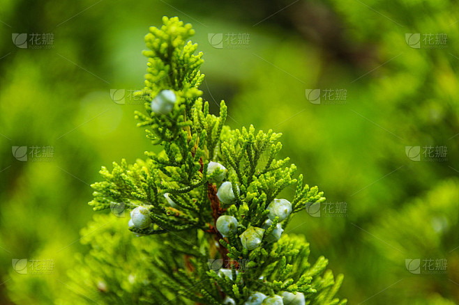 刺柏(Juniperus chinensis L)
