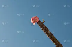 八仙过海，五花大放，山清水秀
