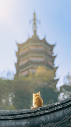 我超凶的（呲牙）采集到萌萌哒宠物