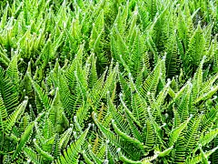 com域名,高原,绿色背景,蕨类,自然,非都市风光,水平画幅,无人,平视角,夏天