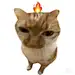 猫meme表情包都在这里了 - 小红书