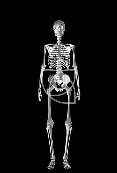 人体骨骼