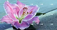 百合 花 酷背景 开花 水 Windows壁纸 沙 海滩
