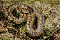 草地上的蝰蛇高清摄影图片