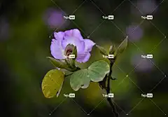 花 花瓣 花壁纸 芽 树叶 花卉背景 叶子 花的 美丽的花朵