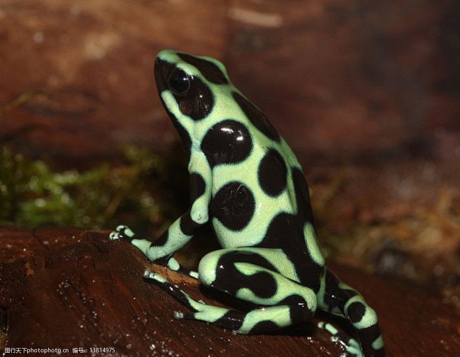 绿黑箭毒蛙