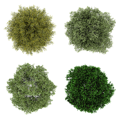 zhc2017采集到PS素材 植物