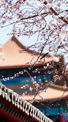 故宫直播：春色满园关不住，花开时节动京城_梨花 : 有着600年历史的紫禁城又上新了春色， “一段好春藏不住，粉墙斜露杏花梢。” 当白色的杏花，映在红色的宫墙上， 就是赏梨花的好时候， 在春雨的浸润下，更显水灵。 幽…