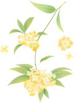 绿色黄色植物插画唯美手绘桂花花卉彩色花朵图片