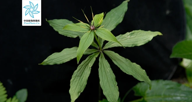 北重楼-花瓣网