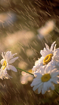 锈春刀采集到雨