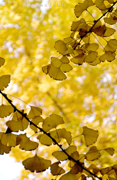 朝紅顏、暮枯骨☀采集到银杏