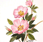Prairie rose pink wildflower art print 3x4 by judithbelloriginals