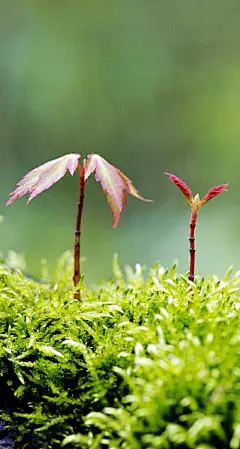 高清小清新绿色植物手机动态壁纸