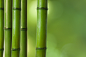 bamboo竹子 (1)