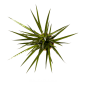 花卉 热带植物 叶子 多肉植物 树枝树干 png素材