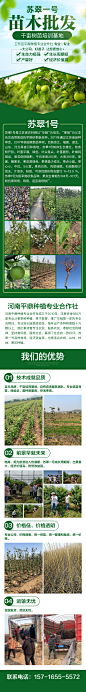 卫东区平鼎种植专业合作社